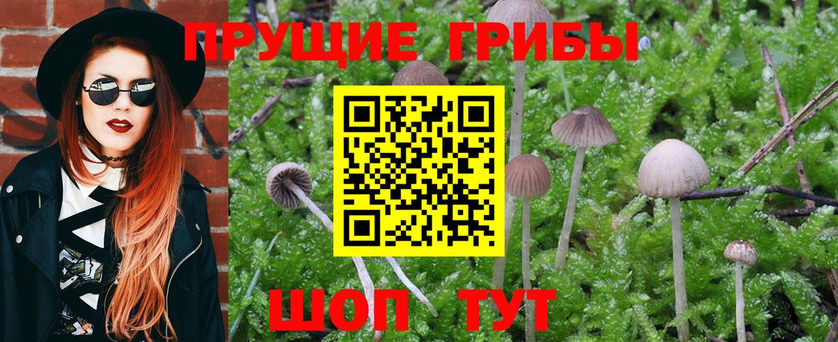 Галлюциногенные грибы MAGIC MUSHROOMS  Вход с VPN  Мурино  Галлюциногенные грибы Magic Shrooms 